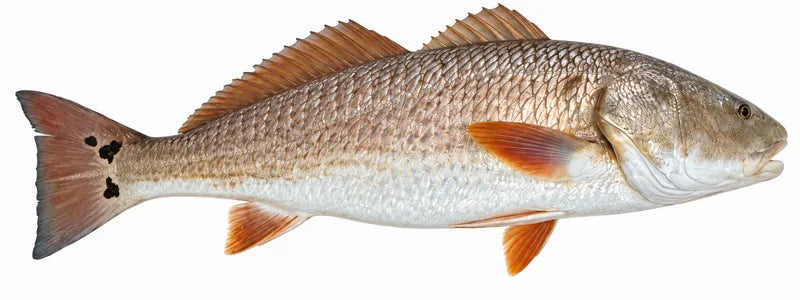Realistic artwork of the same redfish, made from the photo