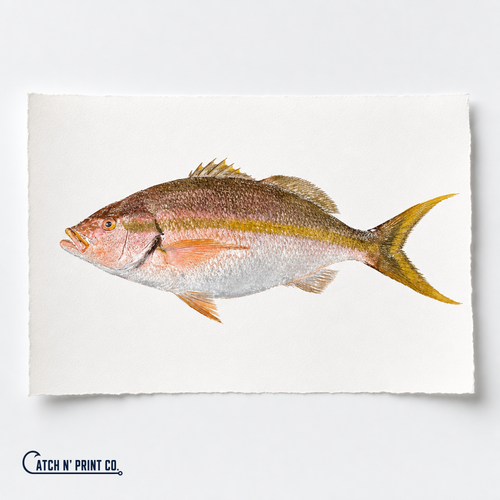 Custom fish print on fine art paper, scaled to the real fish