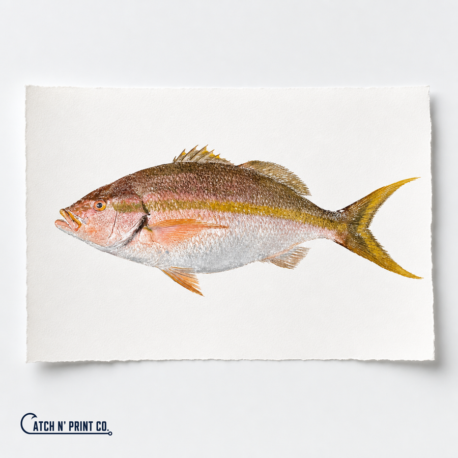 Custom fish print on fine art paper, scaled to the real fish