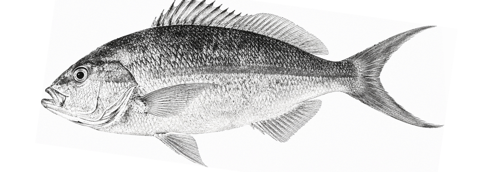 Gyotaku ink print of the same yellowtail snapper in black ink
