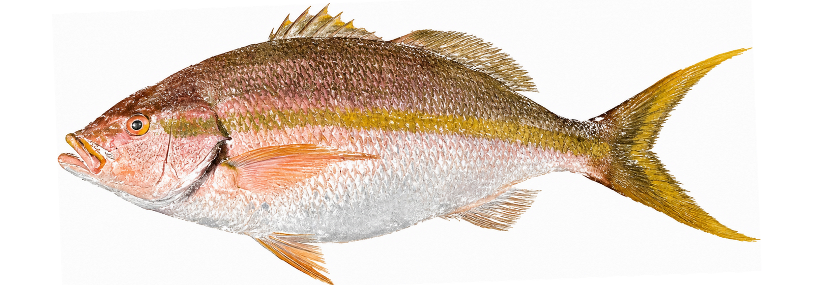 Gyotaku ink print of a yellowtail snapper in full color