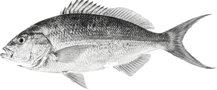 Gyotaku print of the same yellowtail snapper in black ink