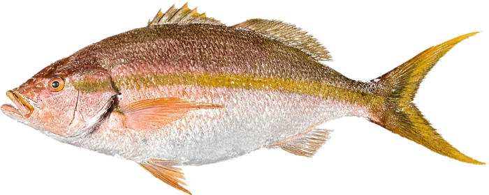 Gyotaku print of a yellowtail snapper in color