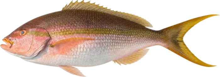Realistic rendering of the same yellowtail snapper