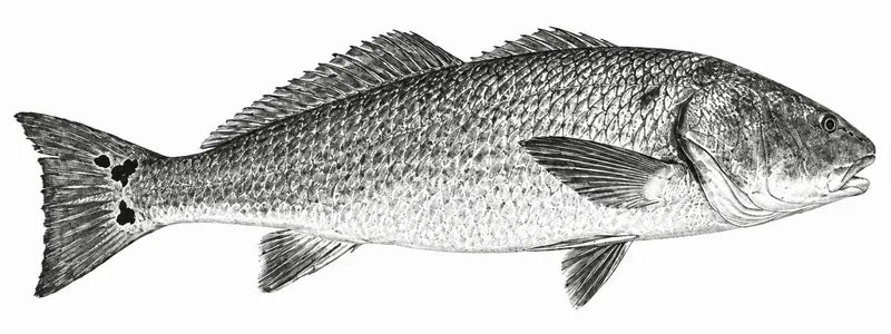 Black and white gyotaku artwork of the same redfish, made from the photo