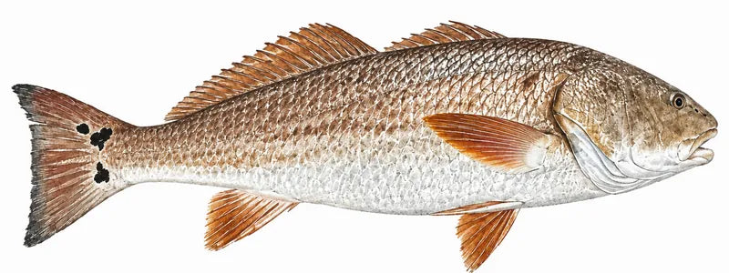 Color gyotaku artwork of the same redfish, made from the photo
