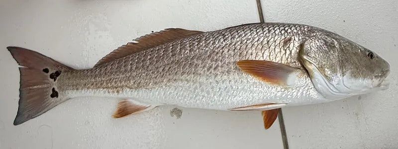 The customer's original photo of a redfish lying on a tiled floor